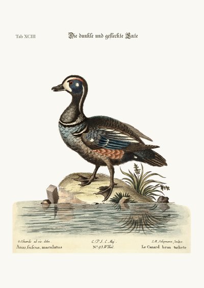 The Dusky and Spotted Duck by George Edwards
